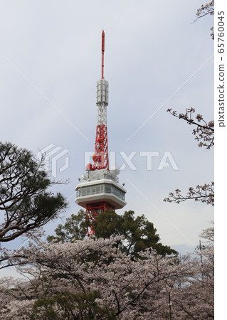 Utsunomiya Tower and Sakura 65760045