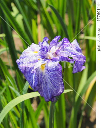 Beautiful irises (hanasashibu) 65760144