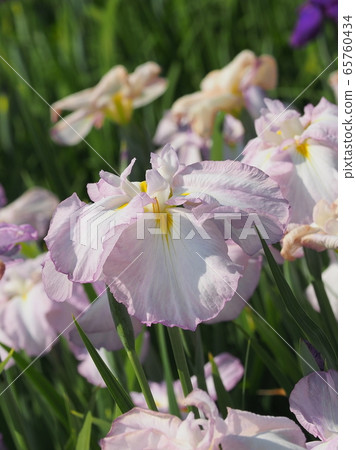 美麗的鳶尾花(hanasashibu) 美麗的鳶尾花(hanasashibu) 65760434