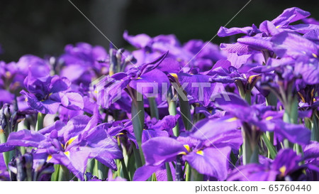 Beautiful irises (hanasashibu) Beautiful irises (hanasashibu) 65760440
