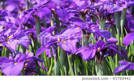 美麗的鳶尾花（hanasashibu） 65760442