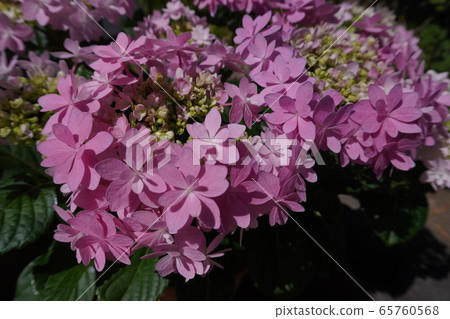 Spring lilac 65760568