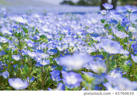 A nemophila in full bloom in a park in Hitachinaka City, Ibaraki Prefecture. 65760639