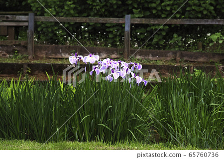 虹膜黃昏 虹膜黃昏 65760736