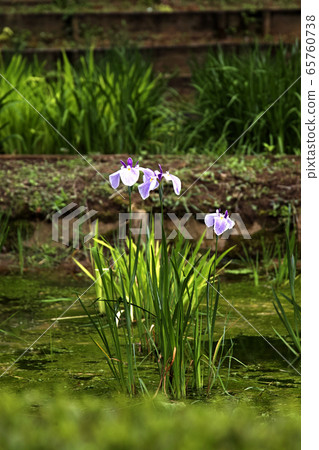 Dusk of iris Dusk of iris 65760738