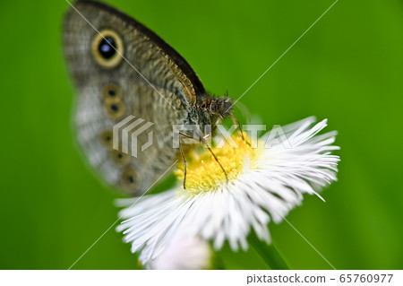 Ypthima argus 65760977