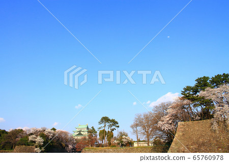 Cherry blossoms in full bloom and Nagoya castle 65760978