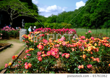 Ichikawa City Zoological and Botanical Garden Omachi Park Rose Garden Ichikawa City Zoological and Botanical Garden Omachi Park Rose Garden 65761062