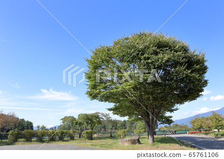 A large tree in the parking lot of Mura Art Park Tomi City, Nagano Prefecture 65761106
