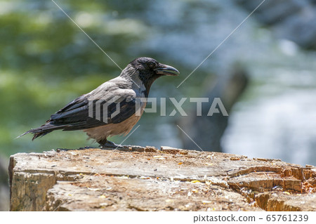 The hooded crow (Corvus cornix) . The hooded crow (Corvus cornix) . 65761239
