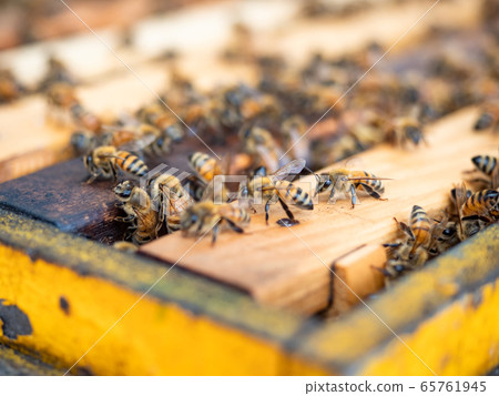 Open beehive with bees are crawling along the hive on honeycomb wooden frame. Open beehive with bees are crawling along the hive on honeycomb wooden frame. 65761945