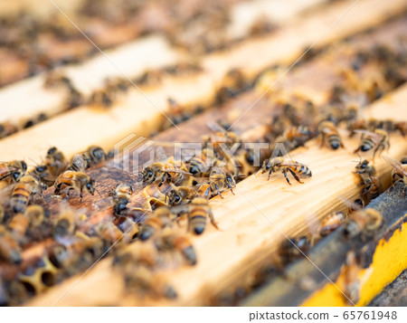 Open beehive with bees are crawling along the hive on honeycomb wooden frame. Open beehive with bees are crawling along the hive on honeycomb wooden frame. 65761948