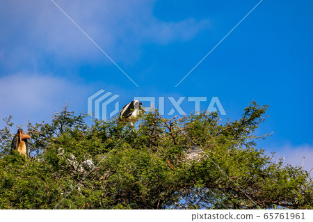 A Bald Stork perched on a tree, found on the move in Tanzania A Bald Stork perched on a tree, found on the move in Tanzania 65761961