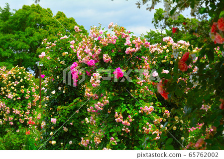 Hill Park where Yokohama · Harbor can be seen Hill Park where Yokohama · Harbor can be seen 65762002