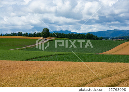 在小山的金黃麥田 在小山的金黃麥田 65762098