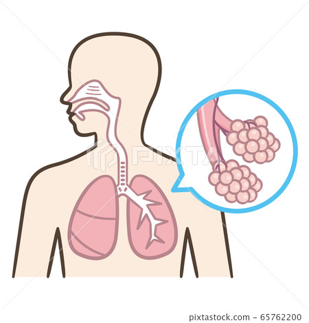 Alveolus 65762200
