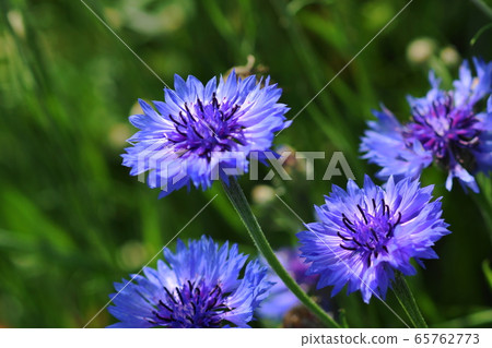 5月：川崎115黑mags，菊科，八里 65762773