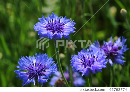 5月：川崎114綠瑪格斯，菊科，八里 65762774