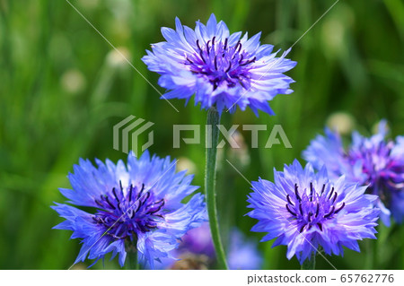 5月：川崎113 Blue Magi，菊科，八里 65762776