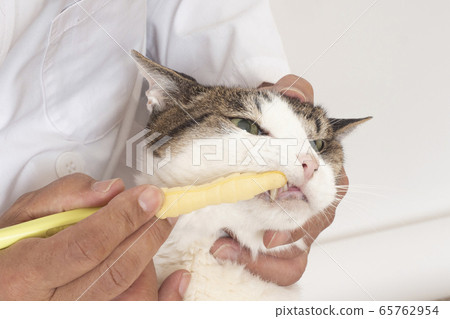 A cat to brush a tooth brush 65762954