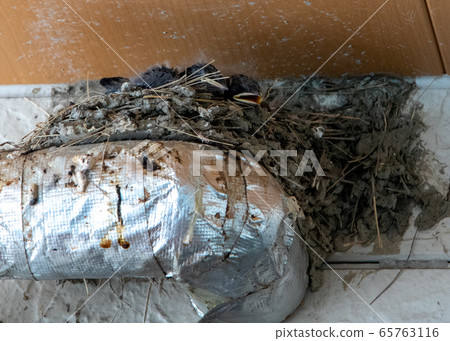 Swallow's nest Swallow's nest 65763116
