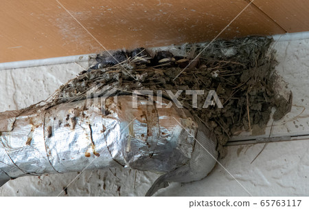 Swallow's nest 65763117