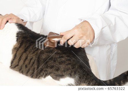 Veterinarian brushing a cat 65763322