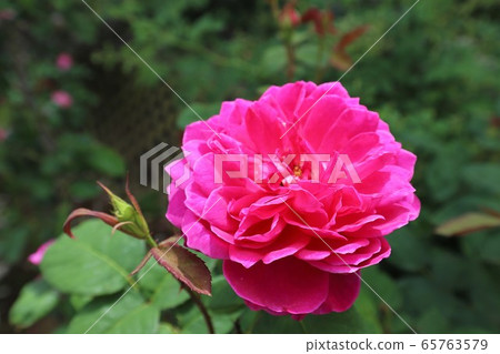 Osadu Kannon的玫瑰 65763579