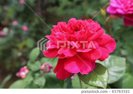 Roses of Osadu Kannon Roses of Osadu Kannon 65763581