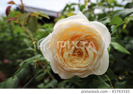 Roses of Osadu Kannon 65763585