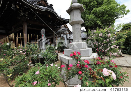 Roses of Osadu Kannon 65763586