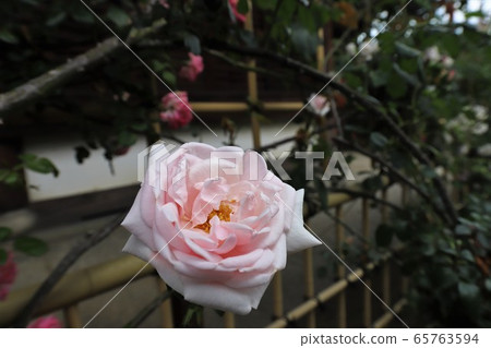 Roses of Osadu Kannon 65763594