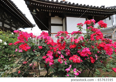Roses of Osadu Kannon 65763595