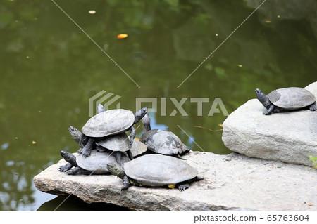 Roses of Osadu Kannon Roses of Osadu Kannon 65763604