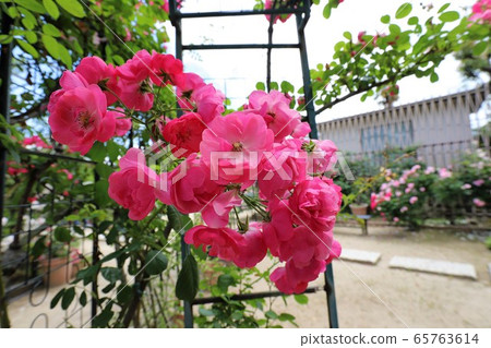 Osadu Kannon的玫瑰 Osadu Kannon的玫瑰 65763614