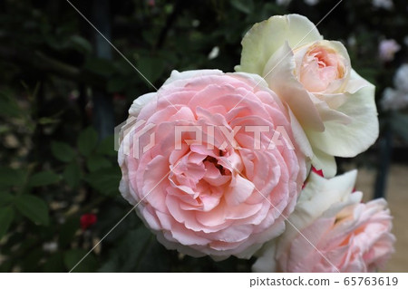 Roses of Osadu Kannon 65763619