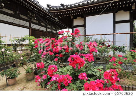 Roses of Osadu Kannon 65763620