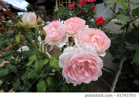 Roses of Osadu Kannon Roses of Osadu Kannon 65763703