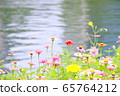 Flowers, river, lake 65764212