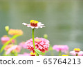 Flowers, river, lake 65764213