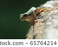 tree frog 65764214