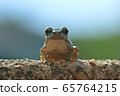 tree frog 65764215