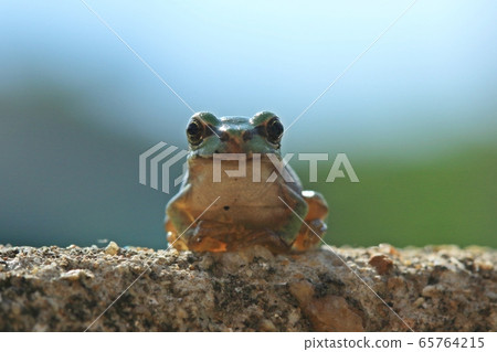 tree frog tree frog 65764215