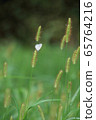 Butterfly, green, grass 65764216