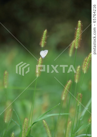 Butterfly, green, grass 65764216