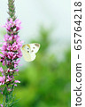 Flowers and butterflies 65764218