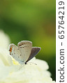 Flowers and butterflies 65764219
