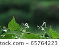 Night lights, flowers, wild flowers 65764223