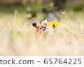 Kissing lovers 65764225