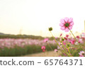 Cosmos 65764371